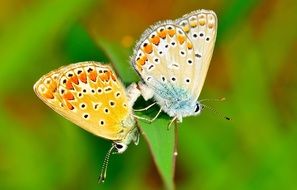 lepidoptera butterflies on a green leaf