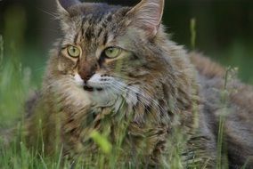 Fluffy kitty in a grass