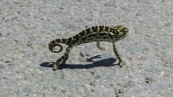 green chameleon on stone