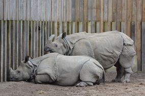 Two rhino near a wooden fence