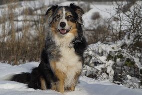 australian shepherd dog in winter forest