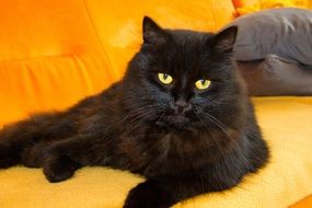 black cat on red couch