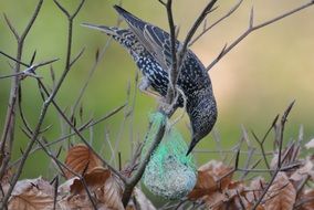 thrush eating from suet cake