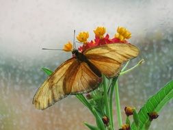 charming butterfly on the potted plant