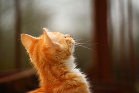 portrait of a curious young red cat
