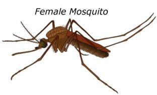 drawing of a black female anopheles mosquito on white background