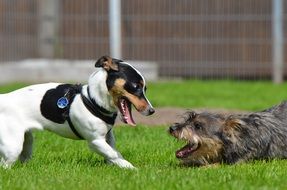 two puppies playing