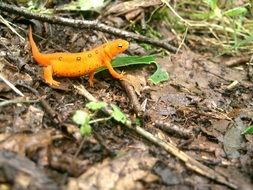 orange triton in dry foliage