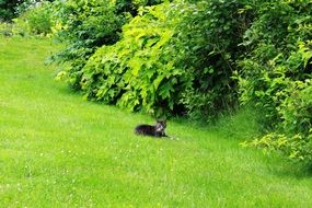 cat on green meadow