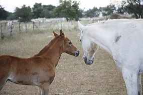white horse and brown foal in the pen