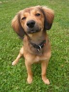 photo portrait of a dachshund hybrid