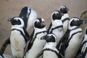 funny penguins in wildlife