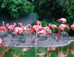 pink flamingos in the zoo pond