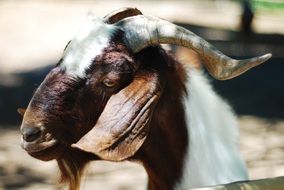 portrait of a cute and colorful farm goat