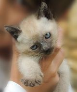 Kitten in the hand