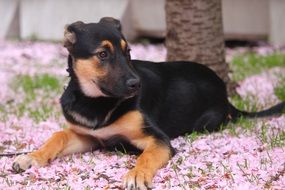 Puppy on a Cherry Blossoms