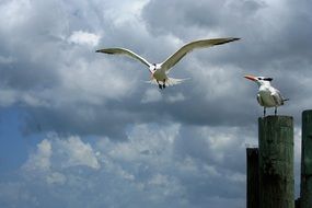 herring gull or western gull