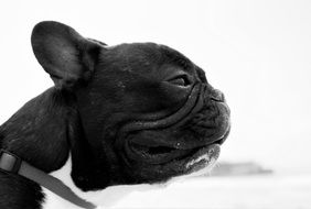 Beautiful cute French Bulldog