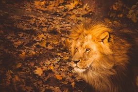 lion on the background of autumn foliage