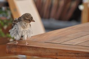 Sparrow on the table