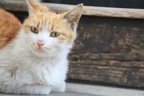 white and red cat