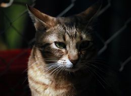 homemade tabby cat in the shade