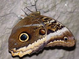 owl butterfly in macro