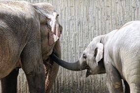 rear view of an elephant with a little elephant