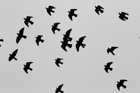 a flock of birds in the sky