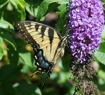 butterfly on a colorful flower under the bright sun