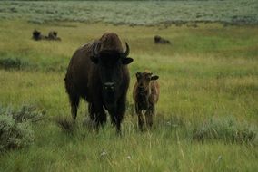 bison and calf on green pasture