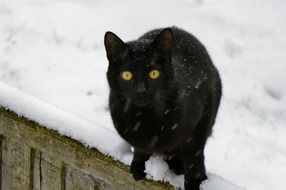 black cat on the roof in the snow