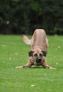 cute big dog playing on green grass