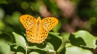 bright orange butterfly in summer