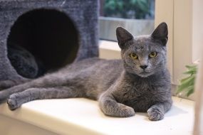 Grey domestic kitten