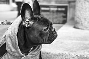 black and white photo of a bulldog in clothes on a street