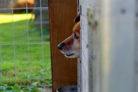 dog head is sticking out of the booth