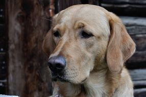 Labrador Head close-up on blurred background