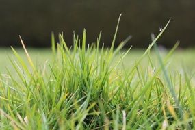 fresh thick summer green grass