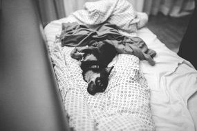 Dog Puppy Cute Lazy