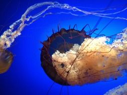 jellyfish in the underwater world