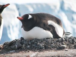Fat penguin in the wildlife