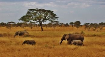 family of wild elephants in the nature of tanzania