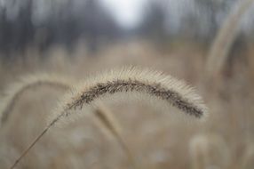 dog's tail grass, seeds close up