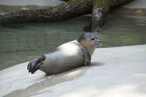 seal posing on stone