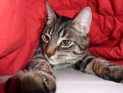 portrait of tabby cat under a red blanket
