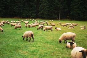 Sheeps on the grass
