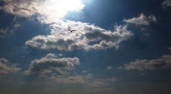 The Sky with Clouds and Seagull calm scene