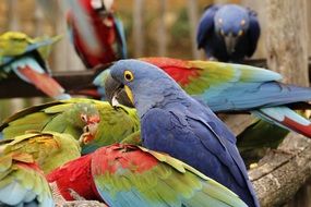 exotic colorful parrots in nature