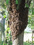 large swarm of bees on a tree